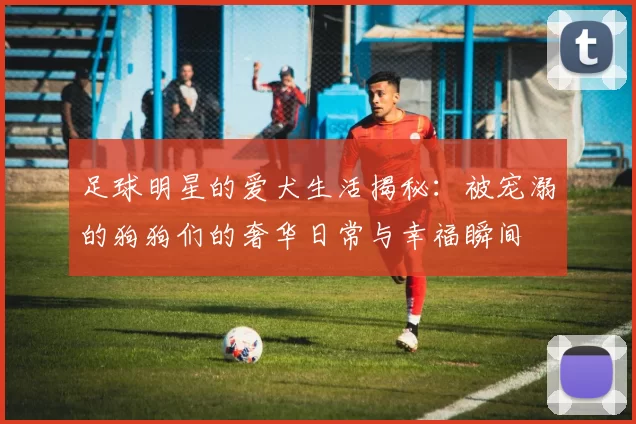 足球明星的爱犬生活揭秘：被宠溺的狗狗们的奢华日常与幸福瞬间